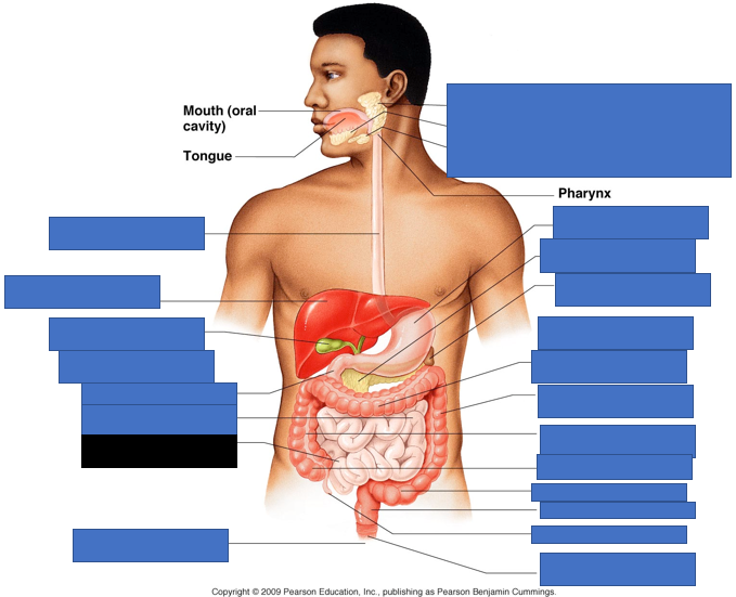 knowt flashcard image