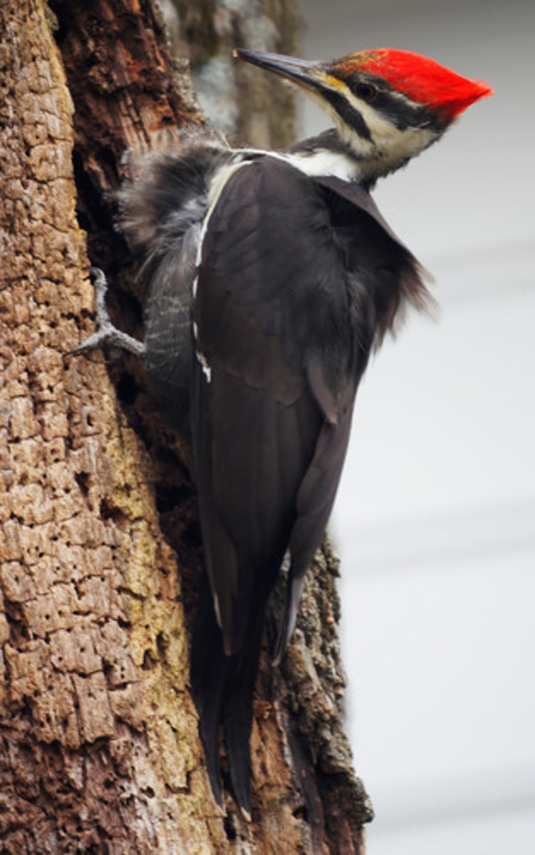 <p>Identification</p><p>- Very large woodpecker with red crest and black-and-white plumage.</p><p>- Creates rectangular holes in trees while foraging for insects.</p><p>- Nests in tree cavities it excavates—other species later use these nests (condo effect).</p><p>Behaviour / Adaptation</p><p>- Uses extremely long tongue to extract ants and beetle larvae from deep within wood.</p><p>- Helps spread fungi by transporting spores on beak and feathers.</p>