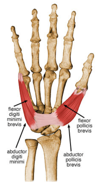 action:

Flexes thumb. 