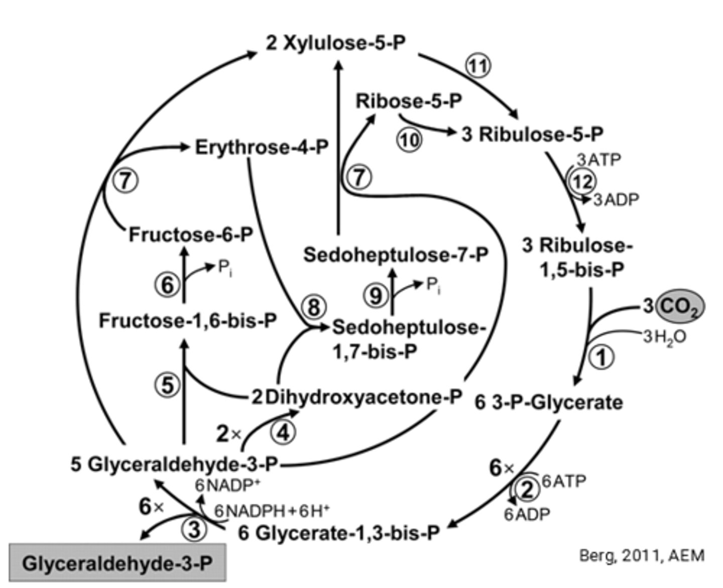 <p>Calvin Cycle</p>