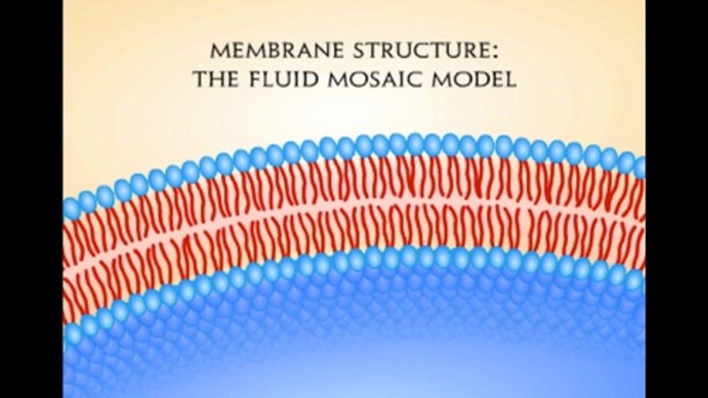 <p>It describes membranes as mosaics of different proteins embedded in a phospholipid bilayer, allowing for mobility and dynamic structures.</p>