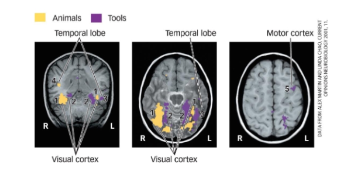 <ul><li><p>Damage to the front part of the left temporal lobe: Causes difficulty identifying humans</p></li><li><p>Damage to lower left temporal lobe: Trouble identifying animals</p></li><li><p>Damage where temporal and occipital lobes meet: Trouble naming tools</p></li></ul><p></p>