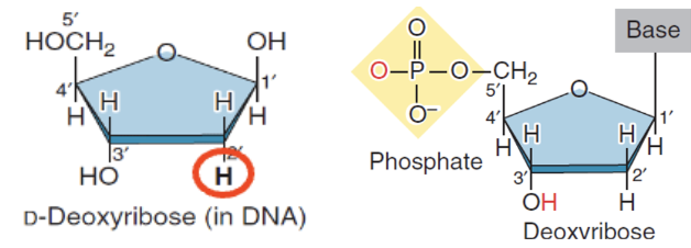 <ul><li><p>Does NOT have oxygen at C2</p></li><li><p>In DNA</p></li></ul><p></p>