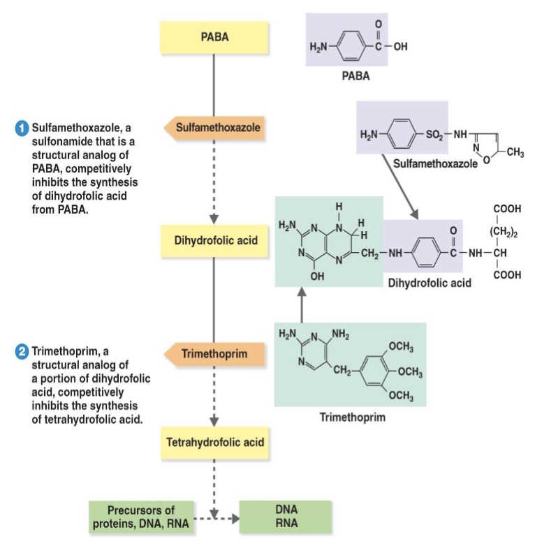 <p>humans don’t have the enzyme that converts PABA to folate, so we must ingest folate in our food; sulfa drugs work to kill bacteria by preventing nucleotides from being processed and DNA transcription from happening </p>