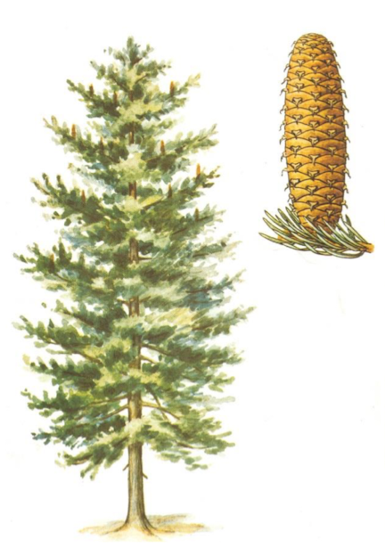 term image
