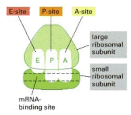 <p>Ribosome: important sites</p>