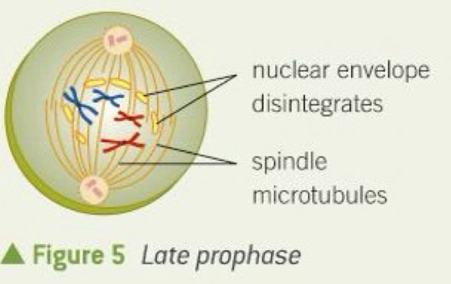 <ul><li><p>Chromatin condenses - forming chromosomes that are joined together at the centromere</p></li><li><p>Centrosomes move to opposite poles - spindle fibres emerge from them due to centrioles </p></li><li><p>Spindle fibres attach to specific areas on the centromeres and start to move the chromosomes to the centre of the cell </p></li><li><p>Nuclear envelope breaks down into vesicles + nucleolus disappears</p></li></ul><p></p>