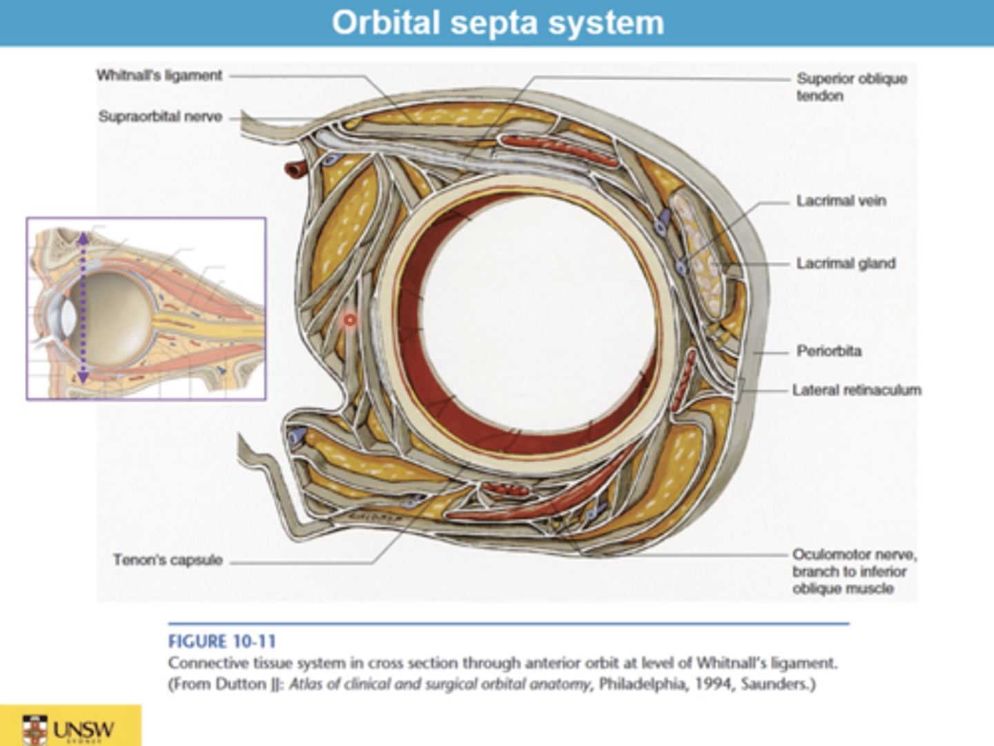 <p>Network of connective tissue slings supporting EOMs &amp; vessels, organizing orbital space into compartments.</p>