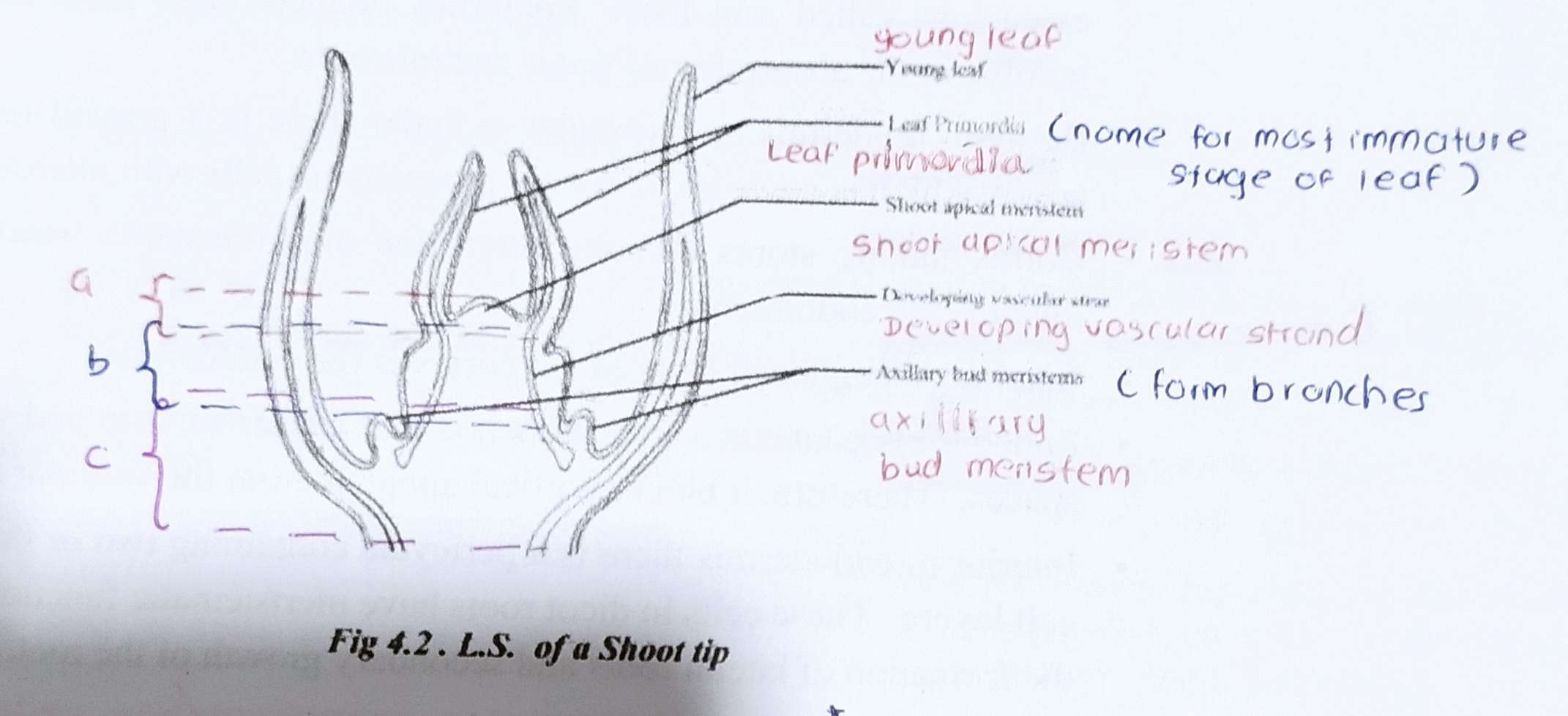 knowt flashcard image