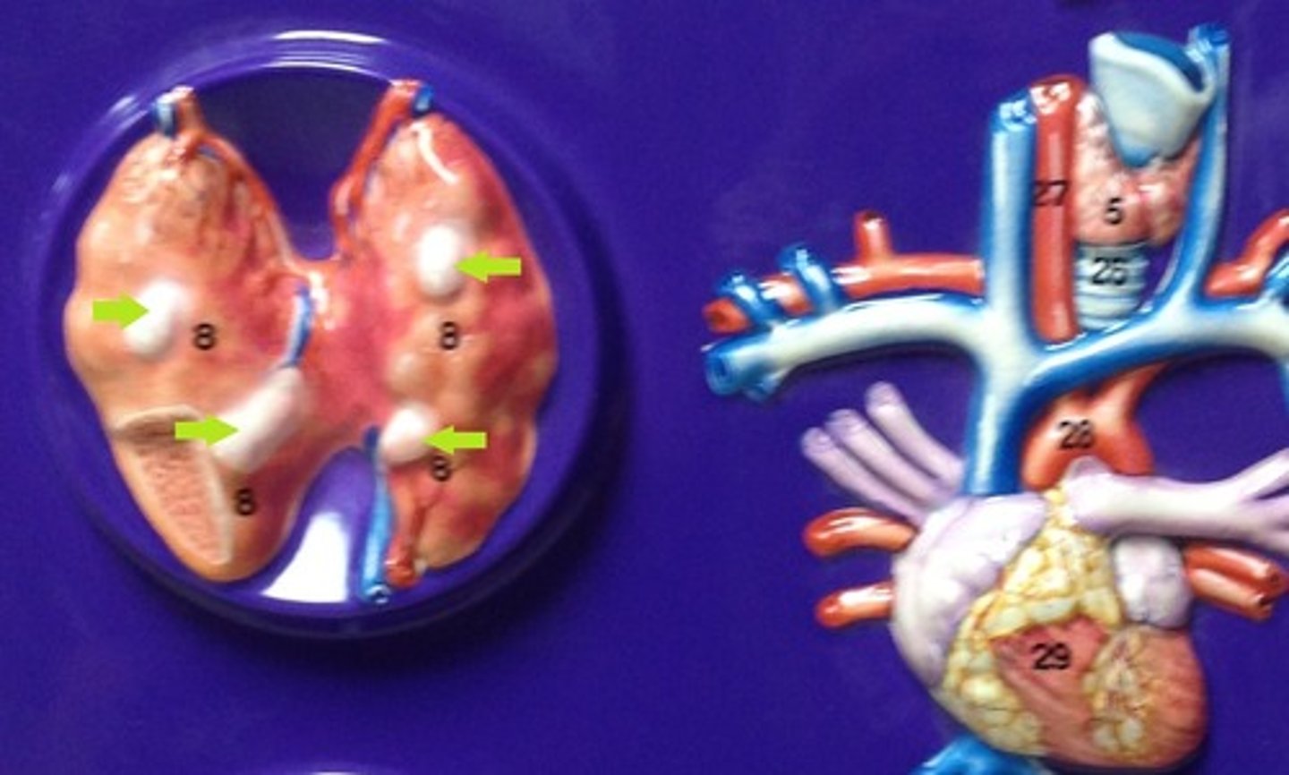 <p>Identify the glands (plural).</p>