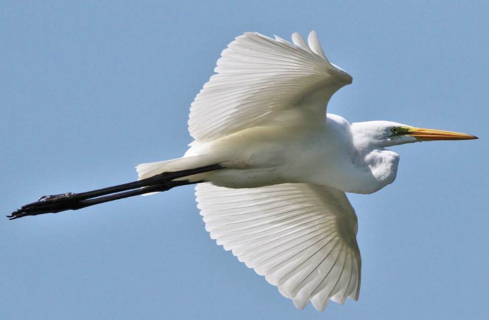 <p>Great Egret</p>