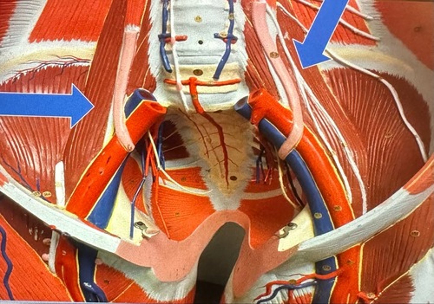 <p>Psoas Major</p>