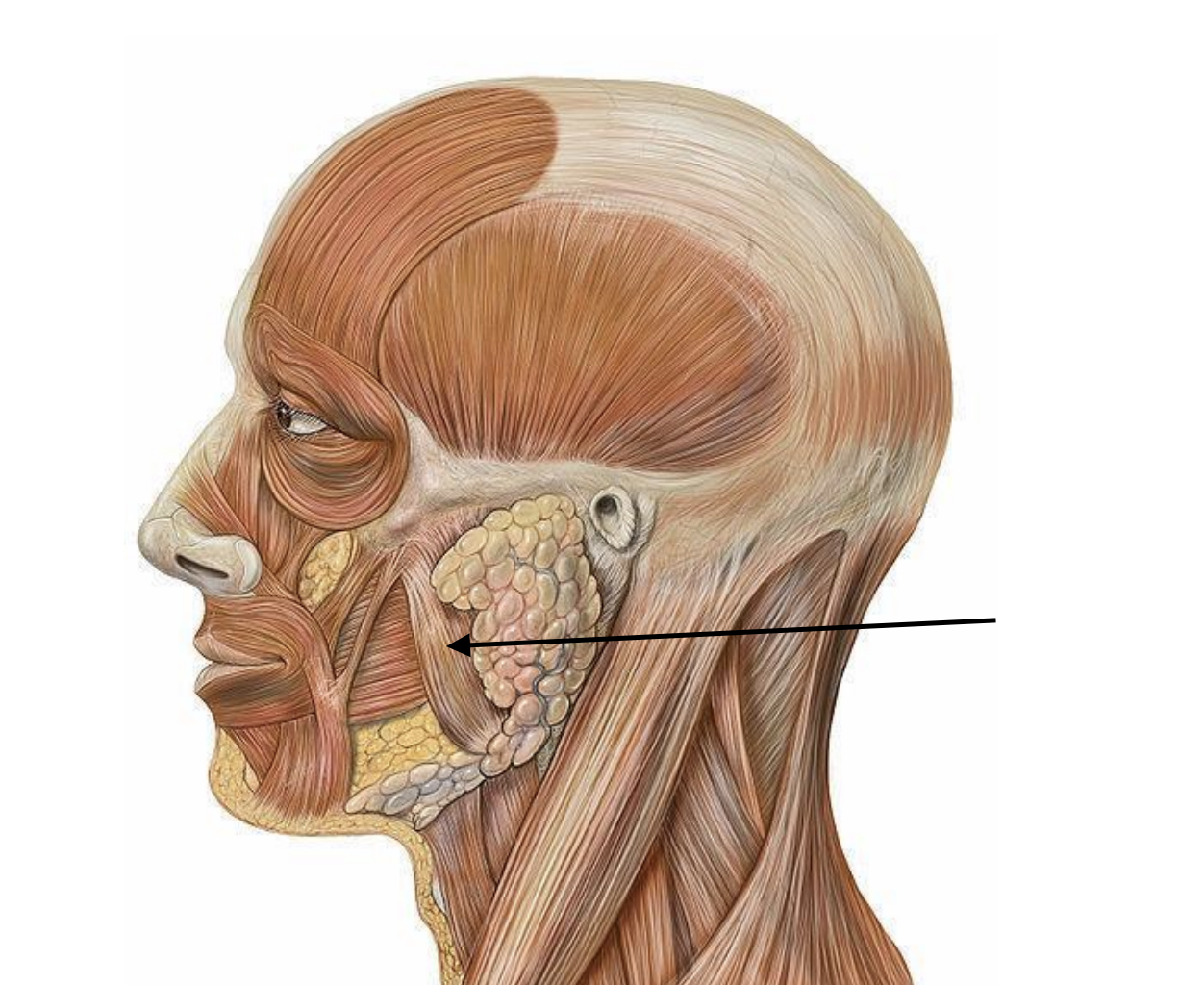 <p>Muscle that moves the jaw up and down. Used in suckling and chewing</p>