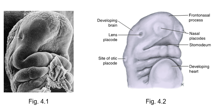 <p></p><ul><li><p>rounded areas of specialized thickened ectoderm found at the location of developing special sense organs</p></li><li><p>lens, otic, nasal </p></li></ul><p></p>