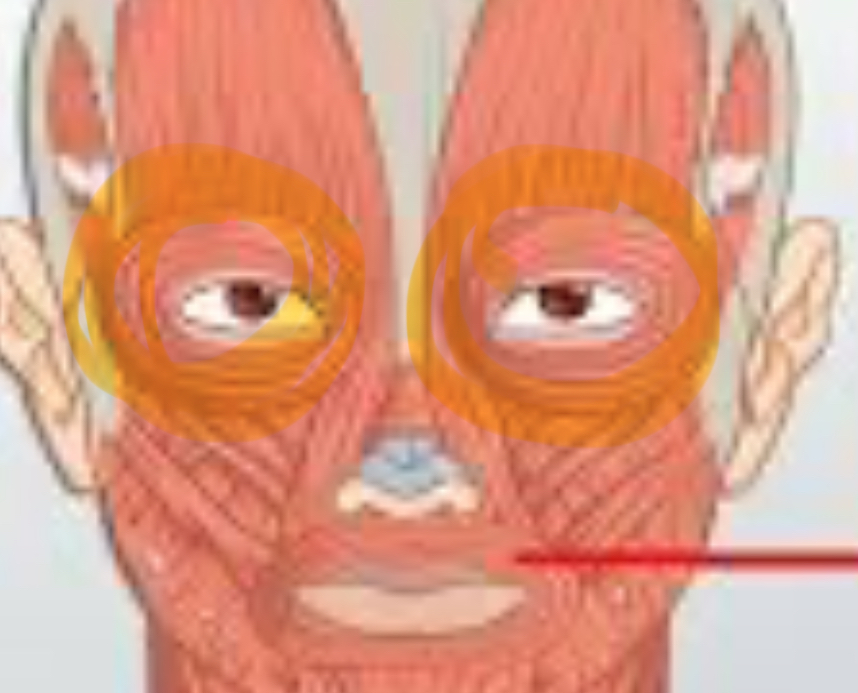 <p>Action: closes eyes (squint, blink)</p><p>Origin: medial wall or margin of orbit</p><p>Insertion: skin surrounding eyelids</p>
