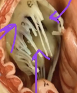 <p>What do these purple arrows represent..</p>