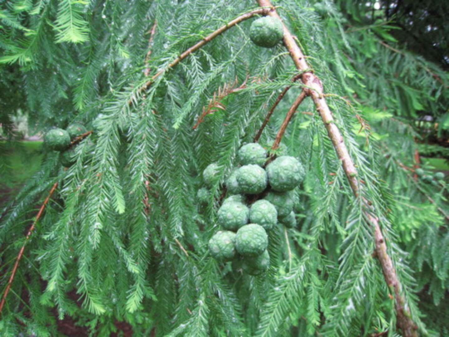 <p>- needles: alternate, deciduous, once pinnate, soft.</p><p>- Cones: globular, scales mush together to look like animal scat, disintegrate at maturity.</p>