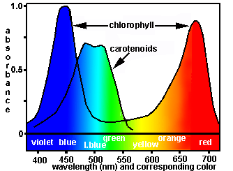 <p>Each pigment has its own distinctive pattern of light absorption. What is this ‘spectrum’ called?</p>