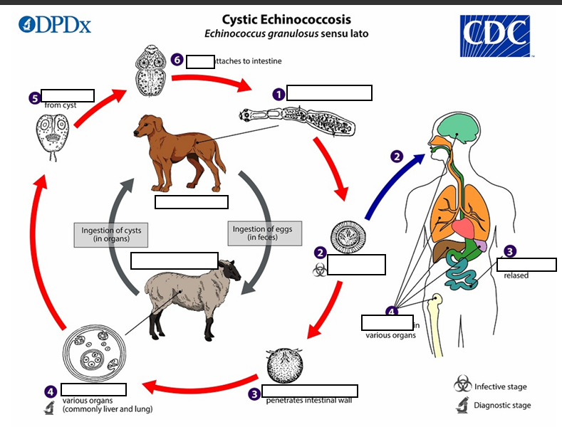 <p>{3} If ________, the liberated protoscolices may create secondary cysts in other sites within the body (secondary echinococcosis)</p>