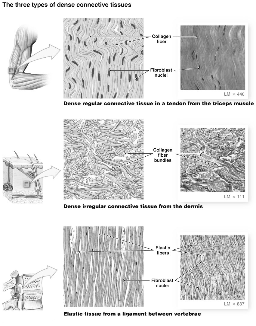 <p>TISSUE 5</p>