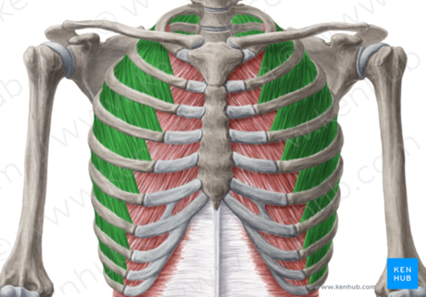 <p>trekt ribben omhoog en naar buiten bij inademing, en ontspant bij uitademing</p>