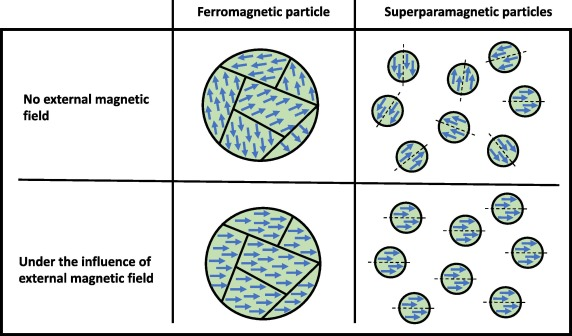 <p>Superparamagnetism</p>