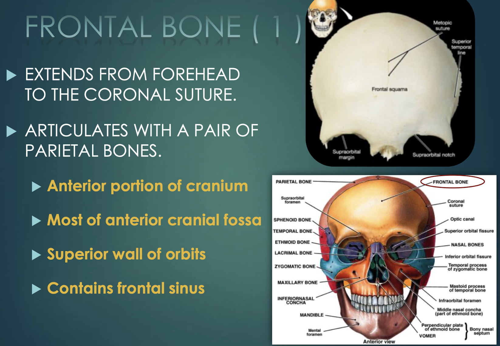 <p>Frontal Bone</p>