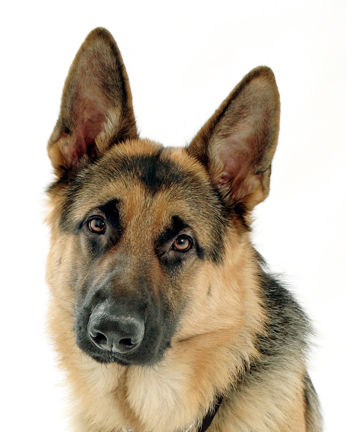 <p>German shepherd </p>