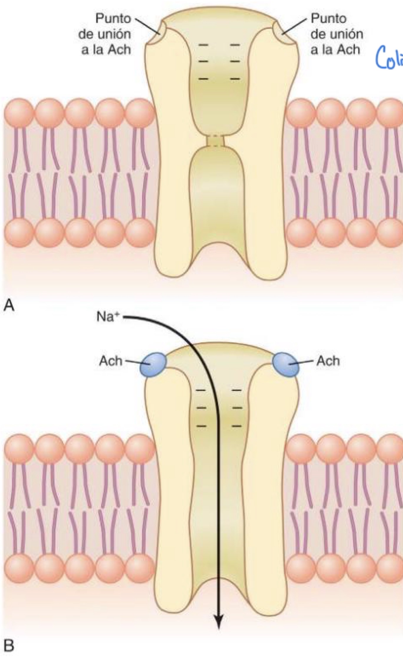 <p>Porque es importante el diámetro que posea el canal activado por acetilcolina </p>