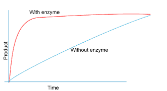<p><span style="background-color: transparent;">Describe the trends observed in the enzyme graph to the right. Why does the line with an enzyme level off?</span></p>