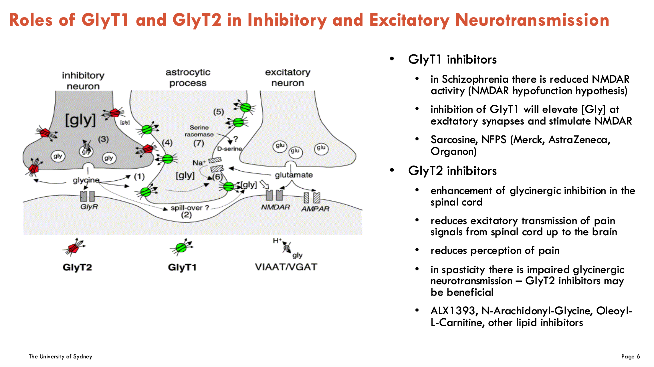 <p><strong>Inhibitory</strong></p><ul><li><p>GlyT2 is found exclusively on inhibitory synapses as glycine is an inhibitory NT</p></li><li><p>Glycine receptors (GlyR) are ligand-gated Cl<sup>-</sup> channels (not a transporter)</p></li><li><p>GlyT2 clears glycine from synapse and uptakes it into pre-synaptic neuron</p></li></ul><p><strong>Excitatory</strong></p><ul><li><p>glutamate is released and act on NMDAR and AMPAR receptors</p><ul><li><p>these receptors also require glycine to bind as a <strong>co-agonist</strong></p></li><li><p>glycine is transported by GlyT1 from astrocytes for excitatory NT</p></li></ul></li></ul><p></p>