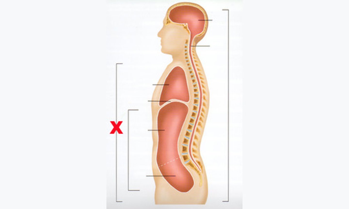 <p>contains the thoracic cavity, the abdominopelvic cavity and diaphragm</p>