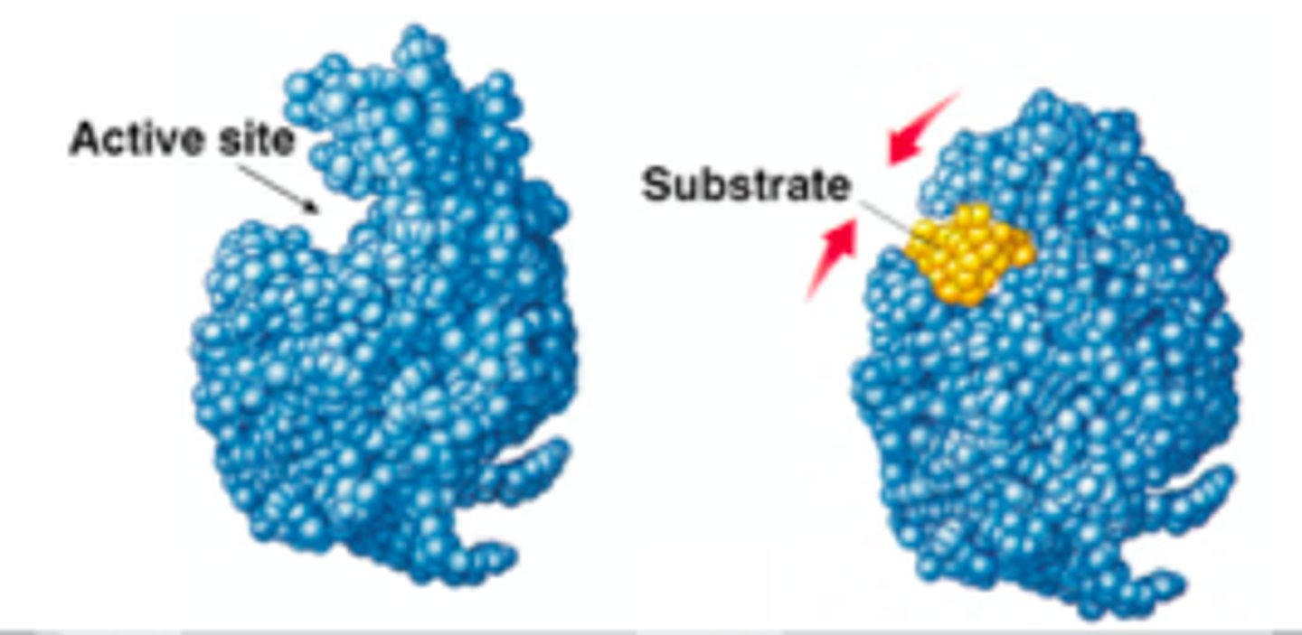 <p>A change in the three-dimensional shape of macromolecules such as proteins.</p>