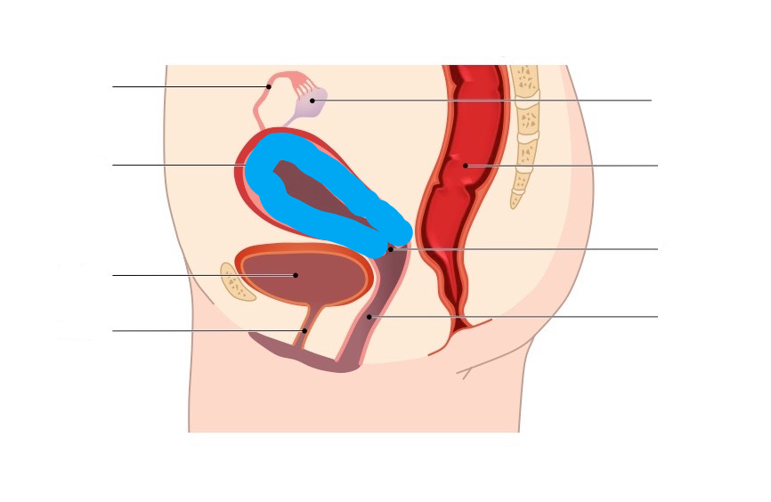 <p>What part of the Female reproductive system is this?</p>