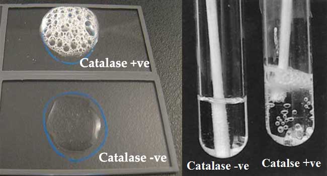 <p>bacteria that prod. catalase break down hydrogen peroxide to release oxygen, bubbles are formed</p>