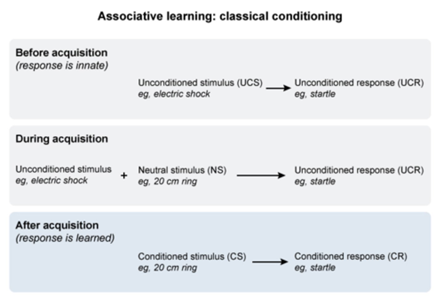 <p><strong>Acquisition</strong>: learning via association between unconditioned stimulus (ex. food) and neutral stimulus (bell)</p><p></p><p><strong>Extinction</strong>: conditioned response gradually stops occurring in the absence of the unconditioned stimulus (ex. dog conditioned to salivate when bell rings will stop if the bell is rung a lot without food)</p><p></p><p><strong>Spontaneous recovery</strong>: extinct response reappears after a period of time (ex. dog salivates again upon hearing a bell a few days after extinction)</p>