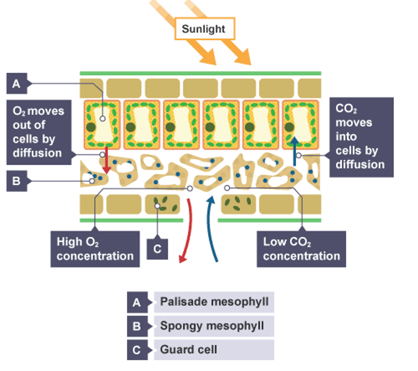 <p>1. high CO2 in atmosphere than in leaf</p><p>2. CO2 diffuses into leaf through open stoma into air space in spongy mesophyll</p><p>3. CO2 diffuses through cell membrane and wall of mesophyll cells &gt; dissolves in cytoplasm and diffuses into chloroplasts</p><p>- Gases always diffuse down a concentration gradient (from high concentration to low concentration)</p>