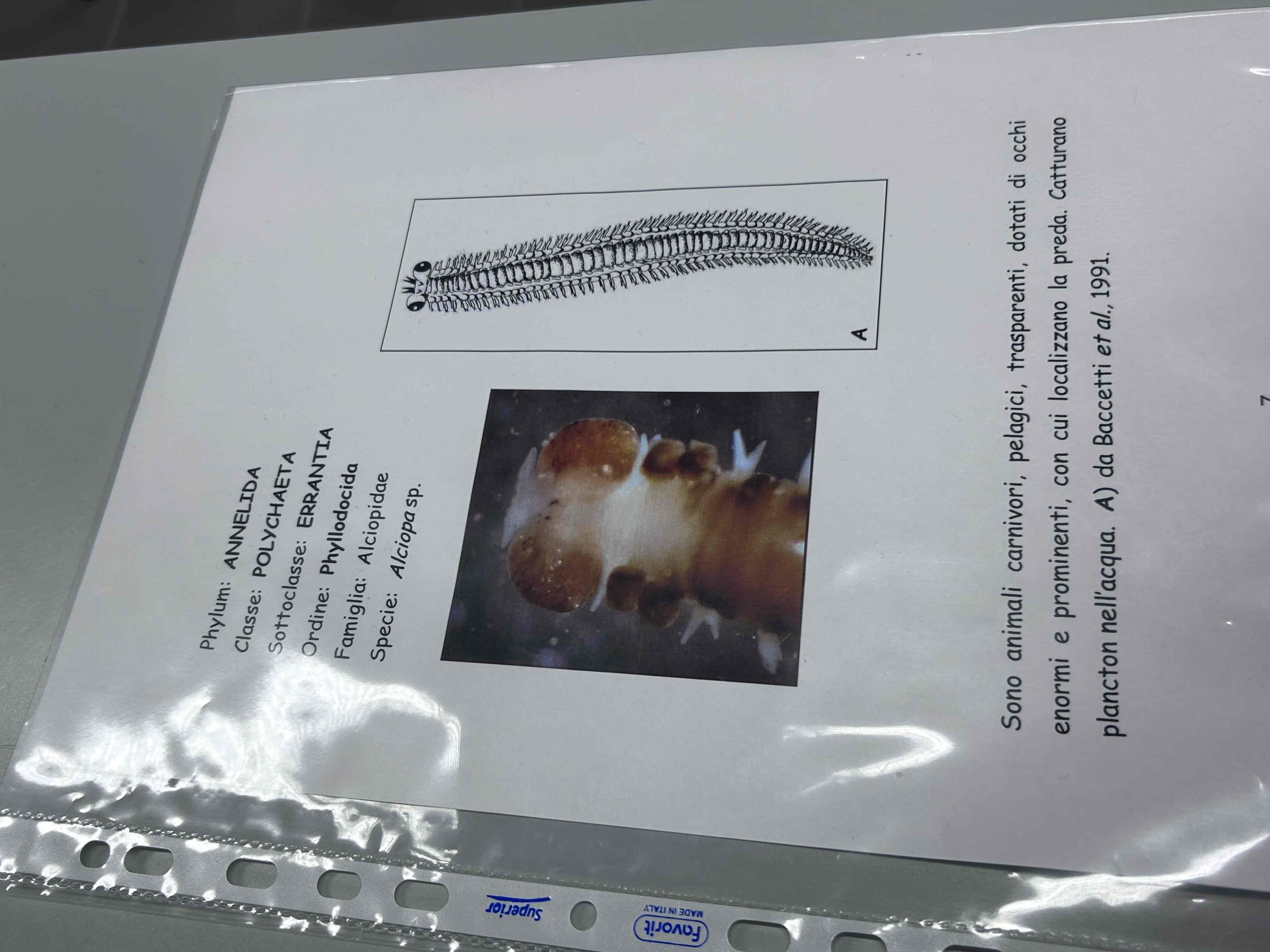 <p>Anellidi</p><p>Policheti Erranti</p><p>Alciopa sp</p>