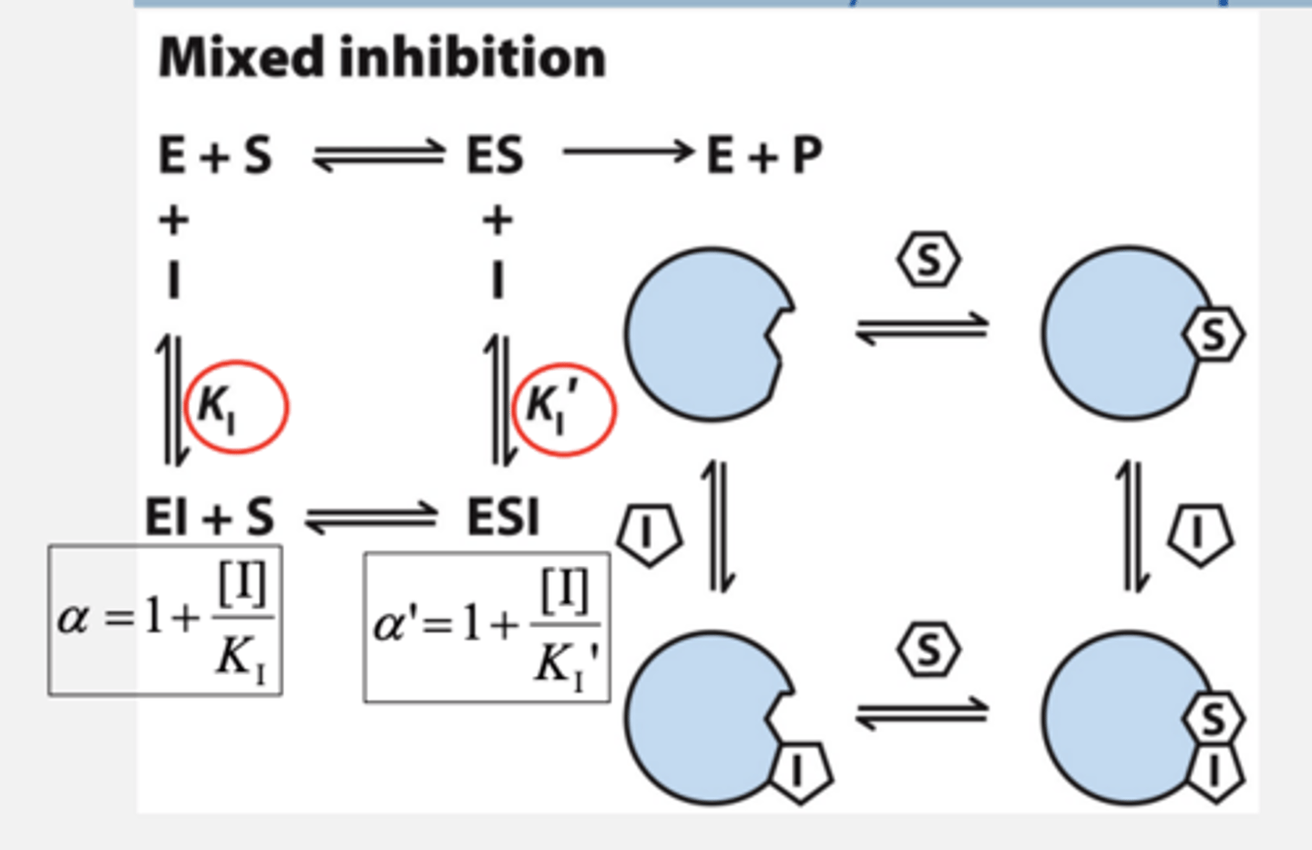 <p>Inhibitor binds to both free enzyme and ES complex</p><p>- works at both low and high [S]</p>