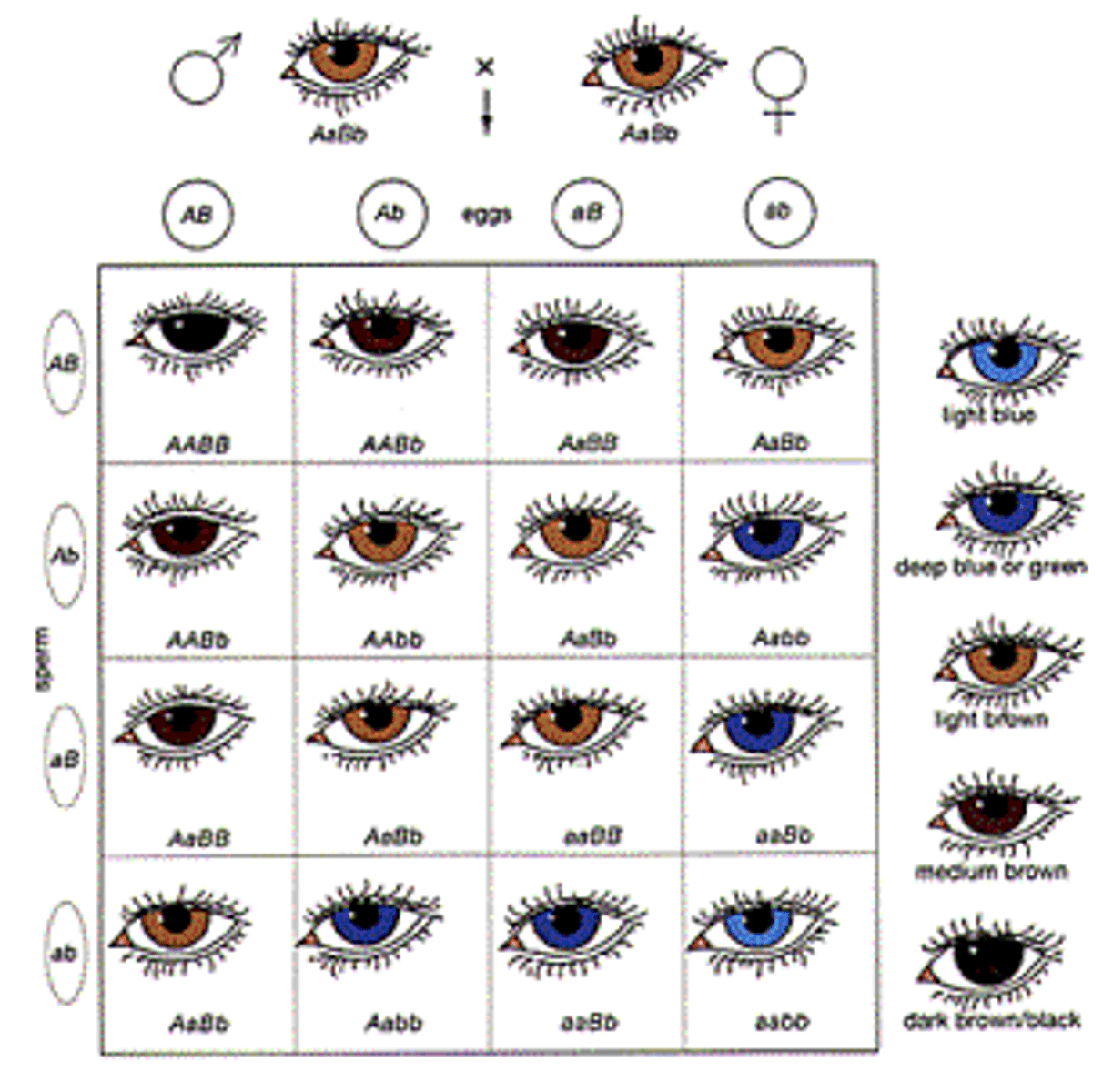 <p>trait controlled by two or more genes</p>