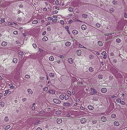 <p>simple cuboidal</p>