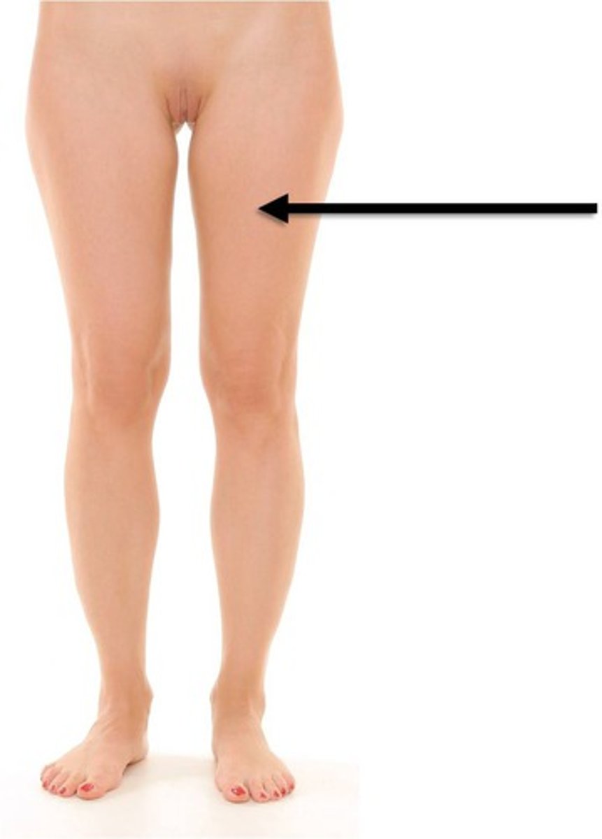 <p>Thigh</p>
