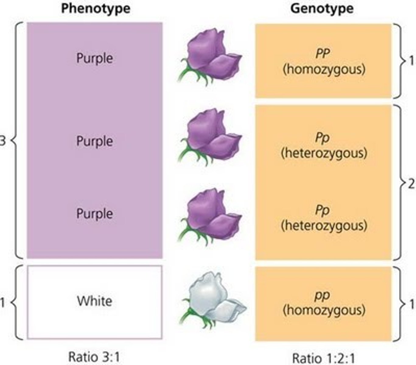 <p>Genotype: IAIA or IAi</p>