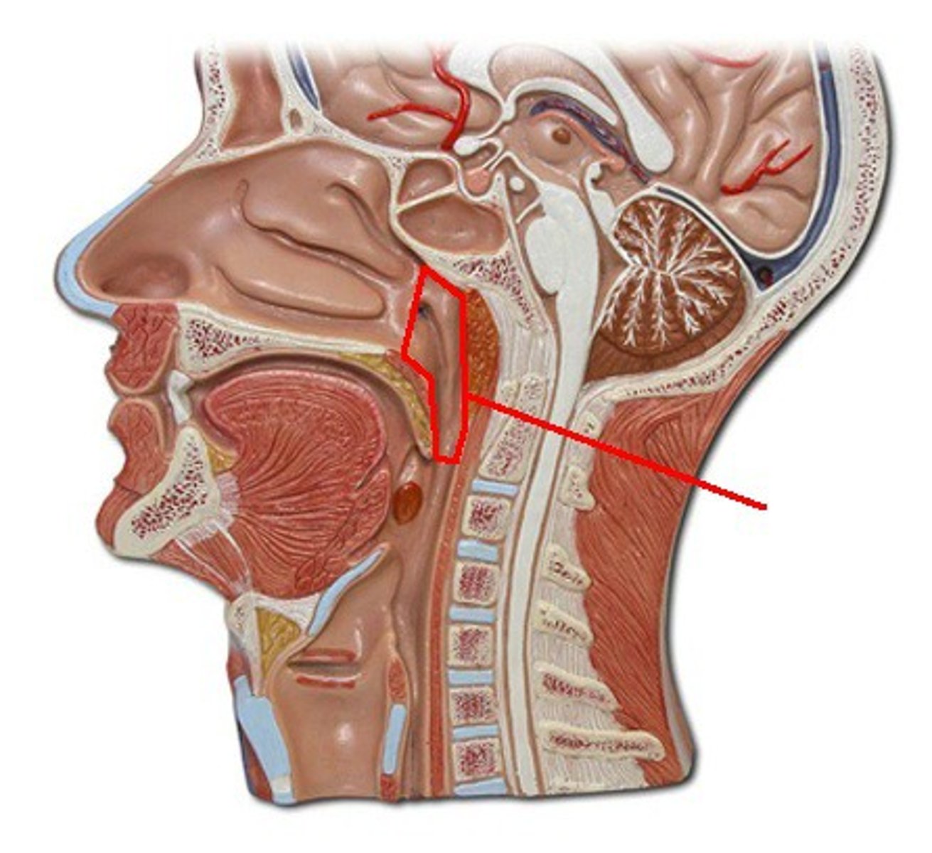 <p>Identify the structure, organ, or bone.</p>