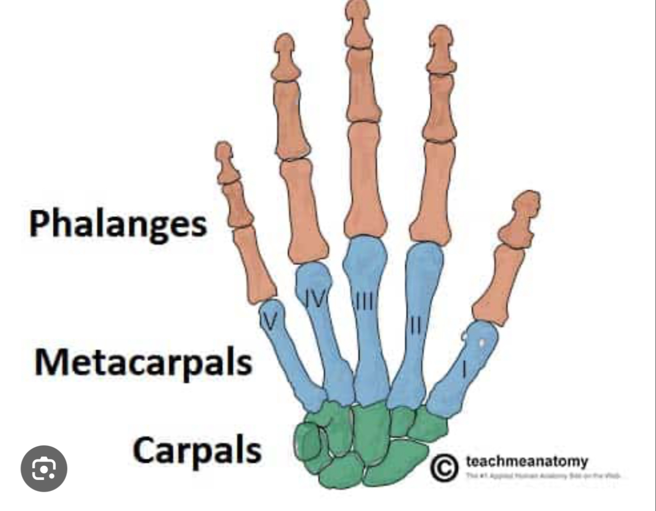 <p>Five long bones located in the palm of the hand between carpal bones</p>