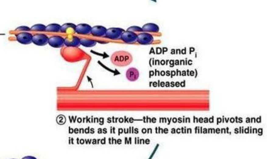 <p><strong>Power stroke</strong> </p><p>The myosin head <strong>pulls</strong> the actin filament inward → this uses energy from ATP.</p>