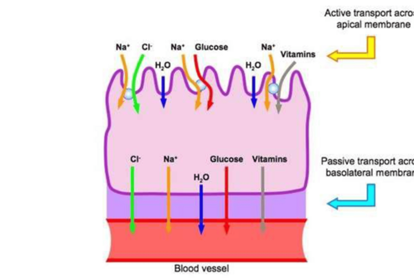 <p>They move specific molecules and ions into or out of the tubule via active or passive transport based on concentration gradients.</p>
