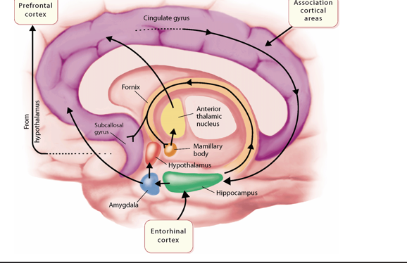 <p>limbic system is a primarily subcortical circuit that gets input from association and entorhinal cortex → cingulate gyrus and hippocampus respectively</p><ul><li><p>limbic system is getting both sensory information and information from memory</p></li></ul><p>after cingulate gyrus and hippocampus → amygdala → hypothalamus (other signals go through fornix and into mamillary bodies and the anterior thalamic nuclei)</p><p>hypothalamus → prefrontal cortex for basic emotional response → fornix, anterior thalamus, amygdala project back to cingulate gyrus which makes a loop</p><p>limbic system is NOT universal emotion center but is still important for emotion</p><p></p>