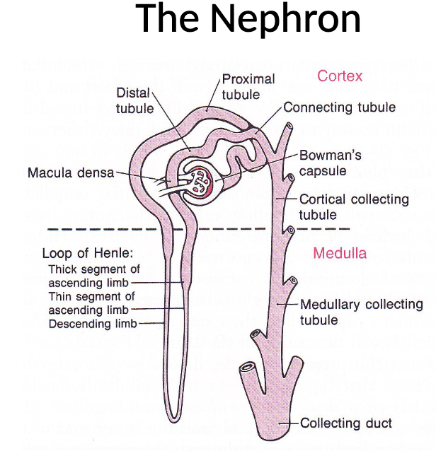 <ul><li><p>The nephron is the functional unit of the mammalian kidney and is responsible for filtering blood and forming urine</p></li><li><p>It begins in the renal cortex with Bowman’s capsule, which surrounds the glomerulus and is where filtration occurs</p></li><li><p>The filtrate then passes through the proximal tubule, where most reabsorption of water and solutes takes place</p></li><li><p>It continues into the loop of Henle which extends into the medulla and consists of descending and ascending limbs that establish the osmotic gradient necessary for urine concentration</p></li><li><p>The filtrate then moves into the distal tubule, and finally into the collecting duct (which runs through the renal medulla)</p></li></ul><p></p>