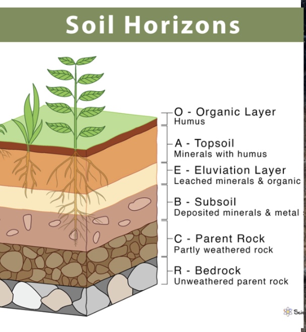 <ol><li><p>O Horizon</p></li><li><p>A Horizon</p></li><li><p>E Horizon</p></li><li><p>B Horizon</p></li><li><p>C Horizon</p></li><li><p>R Horizon&nbsp;</p></li></ol><p></p>